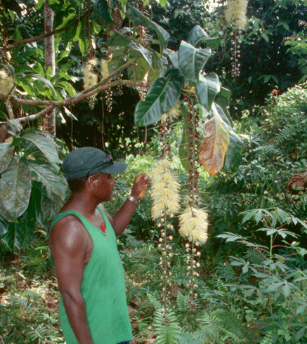 Dr Richard Pauku examines the flowers of <i>Barringtonia procera</i> (cutnut) in the Solomon Islands.