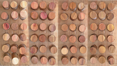 Tree-to-tree variation in the colour of sandalwood (<i>S. austrocaledonicum</i>) heartwood cores from Vanuatu. While the colour was found to be unrelated to the essential oil quality, there was a weak relationship with oil yield.<a class="reftools" href="#FN1"><sup>1</sup></a>