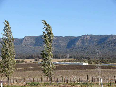 Fields of dormant vines in the Hunter Valley, a focus of many recent protests by farmers against mining: the NSW Minerals Council has established an Upper Hunter Mining Dialogue to better gauge community expectations.