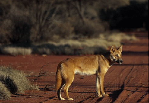 The interaction between dingoes and cats is more subtle than previously thought.