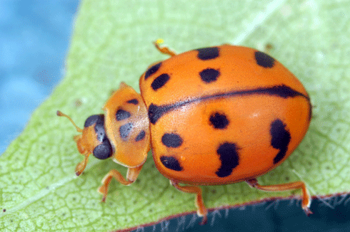 Ladybirds benefit grain-growers by preying on aphids.