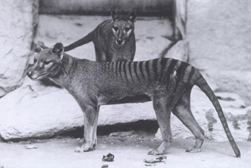 Thylacines in a zoo, 1904: Bounty hunting and human settlement are now known to be the main causes of their extinction.