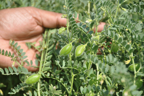 Chick pea crops not only provide an affordable, high-quality protein food source, they also fix nitrogen in the soil.