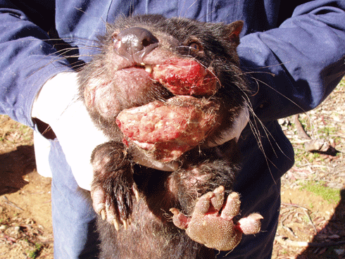 A Tasmanian devil with advanced facial tumour disease.