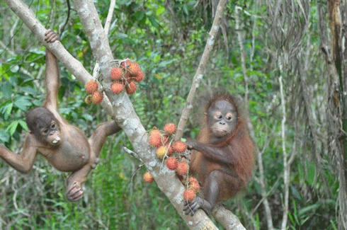 Orangutans falling under the protection of the Borneo Orangutan Survival (BOS) project, which was formed in 1991 by a European ecologist, have a better chance of survival than those in parks and reserves lacking human protection.