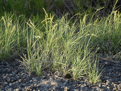 Saltgrass may be the solution to removing nutrients from aquaculture wastewater while producing feed for livestock.