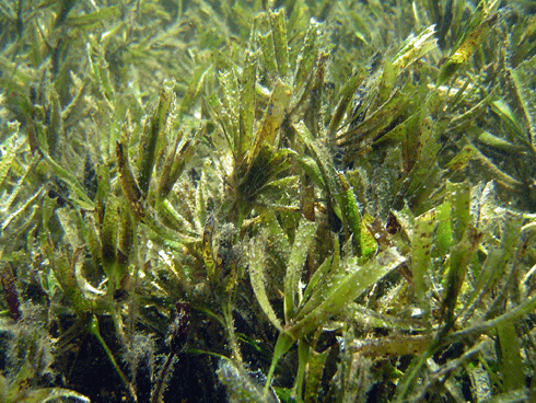 A healthy meadow of <i>Amphibolis antarctica</i>, Shark Bay’s predominant, temperate seagrass.