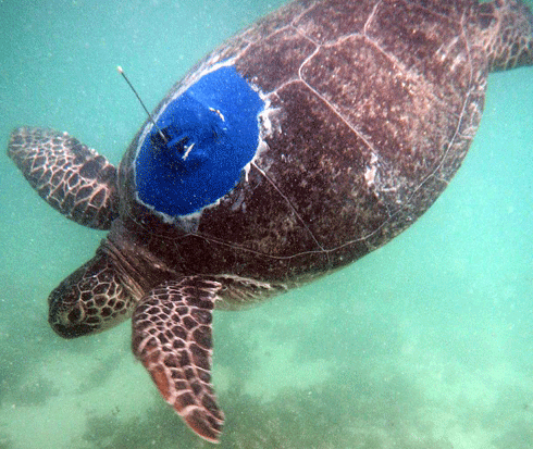 A tagged turtle released at Ningaloo.