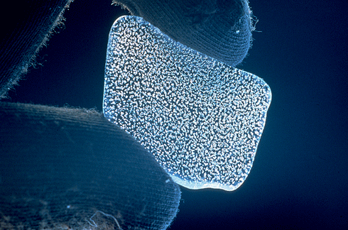 A sliver of Antarctic ice showing trapped air bubbles. Air bubbles trapped in ice hundreds or even thousands of years ago provide vital information about past levels of atmospheric greenhouse gases.