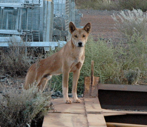 Wildlife protector, farmer’s enemy or both? The full impact of dingoes in Australia’s ecosystems remains unclear, although their impact on sheep-grazing has been devastating.