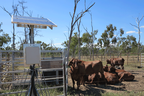 At CSIRO’s research station near Townsville, scientists are testing sensors and wireless technologies that feed into a decision support system for farmers. These systems operate in ‘the cloud’, meaning they are internet-based and accessible from anywhere via a login and password.