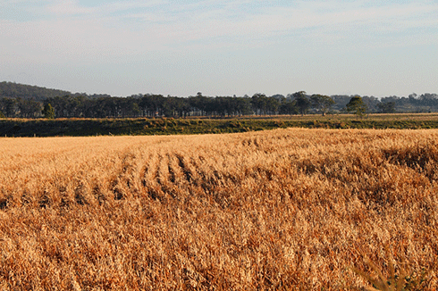 Retaining crop stubble after harvesting is one of the farming practices that help increase the level of carbon in soils.