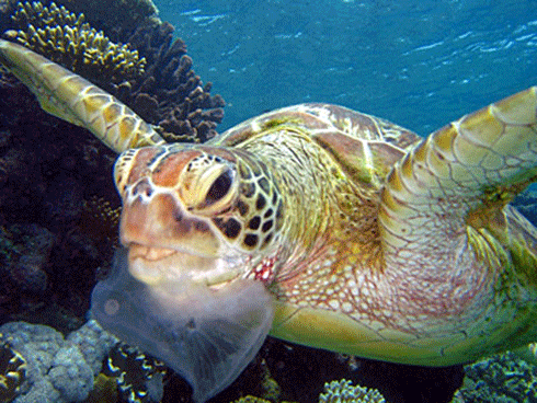 Young ocean-going turtles are more likely to eat plastic than their older, coastal-dwelling relatives.