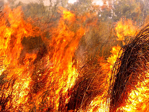 Burning gamba grass: When native savannas are invaded by weeds such as gamba grass, fuel loads are dramatically increased and fires can burn up to five times hotter than a native wildfire.