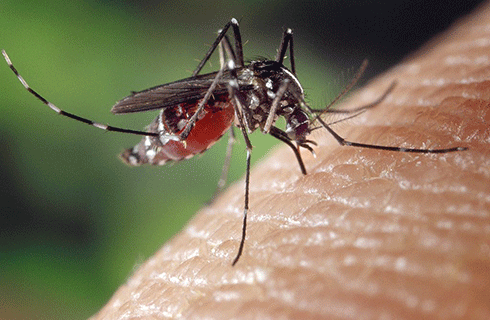 A blood-engorged female <i>Aedes albopictus</i> mosquito feeding on a human host.