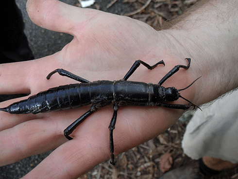 Would life as a <i>Miniscule</i> cartoon character change its fate? The critically endangered Lord Howe Island stick insect, <i>Dryococelus australis</i>, was thought to have become extinct around 1920 after the introduction of rats to the island. However, in 2001 a small population of the species was rediscovered on Balls Pyramid, a rocky outcrop 23 km from Lord Howe.