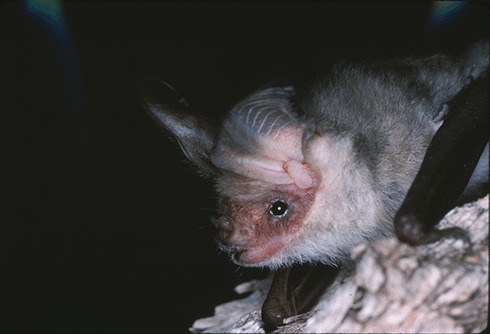While there are no pictures of the Lord Howe Long-eared Bat, this closely-related Gould’s Long-eared Bat gives us some idea of what it looked like.