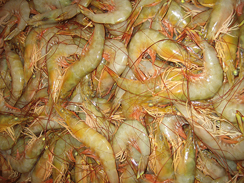 Banana prawns from the gulf: bioeconomic modelling has enabled the fishery to sustainably target larger prawns.
