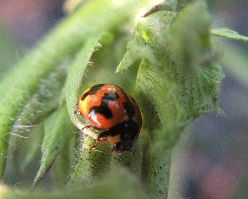Insect predators such as this ladybird can control pests just as well as pesticides.