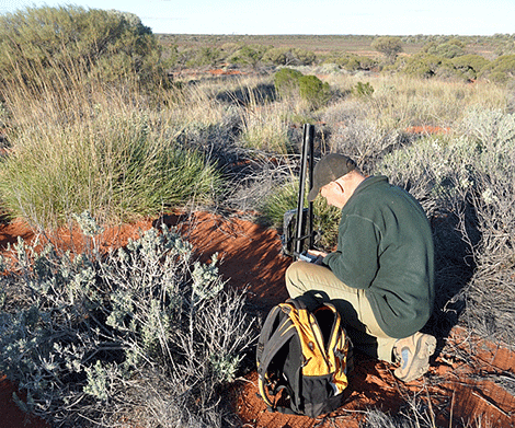 Setting a camera trap that will hopefully capture a night parrot.