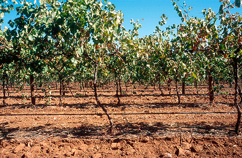 Drip irrigation at a South Australian vineyard: with less rain predicted for southern Australia, farmers will need to be more efficient in using irrigation water.