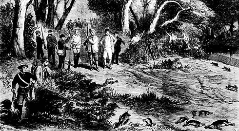 Drawing of the The Duke of Edinburgh rabbit shooting at Barwon Park, Victoria, in the 1860s: Early European settlers had a vision of transforming the Australian landscape into the world they’d left behind.