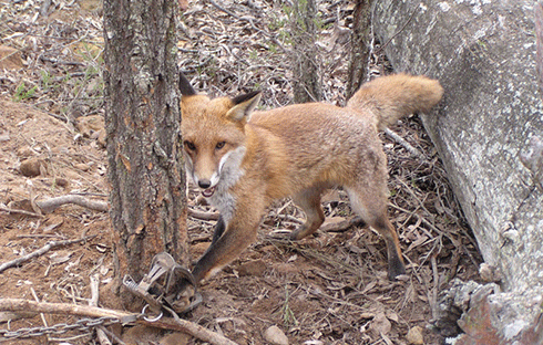 A fox caught in a ‘soft jaw’ trap: many current pest management strategies have poor animal welfare outcomes.