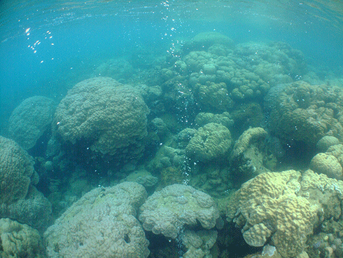 The unique underwater carbon dioxide seep in PNG is offering important insights into life in more acidic oceans.