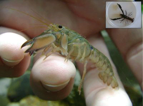 The eastern swamp crayfish <i>Gramastacus lacus</i> from the Lake Macquarie catchment.