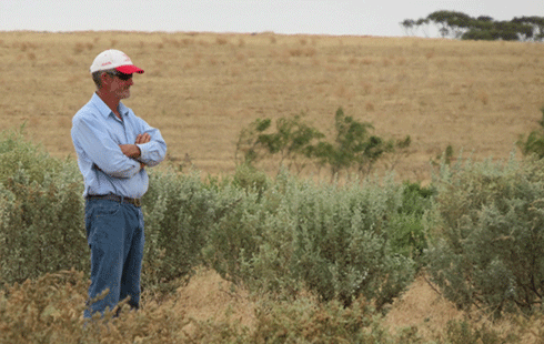 Greg Richards from Quairading south-west WA: He says the native shrub forage has given him the option of grazing sheep on saline land ‘that I would not have been able to use at all otherwise’.