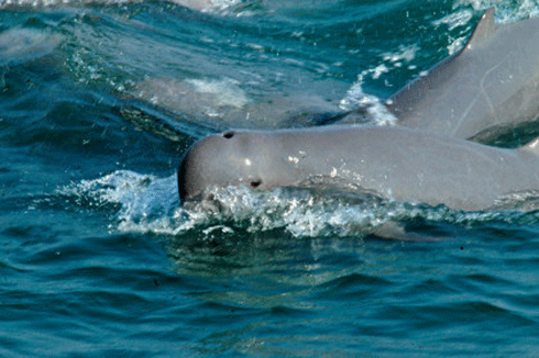 Irrawaddy dolphins in the Mekong are among the river species that will benefit from more ‘fish friendly’ dam design.