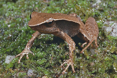Australia’s sharp-snouted day frog, presumed extinct, is one of many frog species worldwide, including Panama’s golden frog, decimated by the skin pathogen, chytrid fungus.