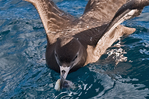 A flesh-footed shearwater feeding at sea: seabirds are particularly prone to accidental ingestion of large and small items of plastic debris.