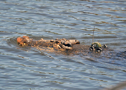 The researchers are using e-tags to track the movements of saltwater crocodiles in northern waterways.