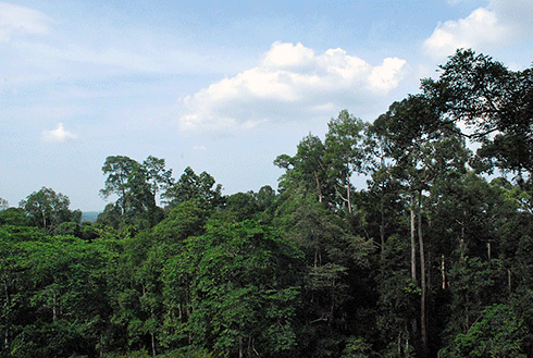 Borneo’s forests are home to many dipterocarps, which grow at a faster rate and store more carbon than their tropical forest counterparts in the Amazon.