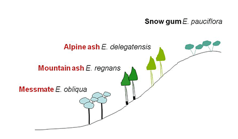 The typical altitudinal sequence of the four eucalypt species studied.