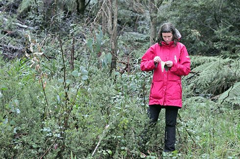 Alice Crowe collects leaf samples in the field.