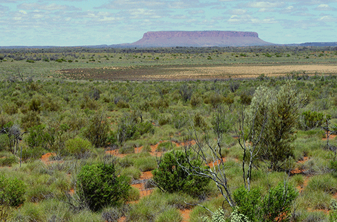 Green growth flourishing in central Australia, 2011.
