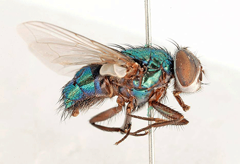 An Australian sheep blowfly, <i>Lucilia cuprina</i>, from CSIRO’s Australian National Insect Collection (ANIC), the world's largest collection of Australian insects and related groups such as mites, spiders, earthworms, nematodes and centipedes. The collection, started in 1928, houses 12 million specimens, and has been growing by more than 100,000 specimens each year.