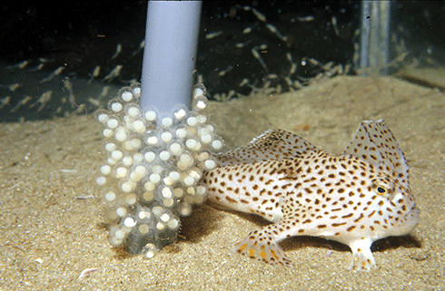 A female spotted handfish with embryos one day before hatching: In 1996, the spotted handfish became the first Australian marine fish to be listed as endangered, but populations have recovered thanks to a science-led conservation effort that has included captive breeding.