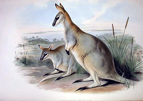 The extinct toolache wallaby, <i>Macropus greyi</i>, once described as ‘the most beautiful and elegant of all the wallabies (depicted here by <a href="http://www.publish.csiro.au/pid/6863.htm" target="_blank">John Gould</a>).