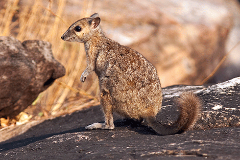 Little is known about the ecology of Australia’s smallest wallaby, the monjon, restricted to parts of the Kimberley.