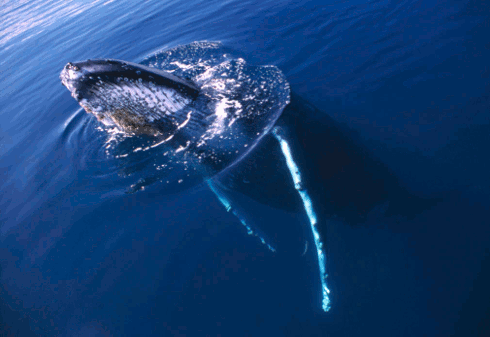 Humpback whale populations have also recovered, providing further hope for the future.