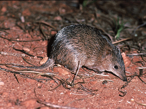 Increasingly rare on the mainland due to introduced predators, the golden bandicoot is largely represented by populations surviving on offshore islands. About 100 years ago, it occurred commonly across most of the continent, in an extraordinary range of habitats. Now its only mainland occurrence is a very small sector of the rugged far North Kimberley.