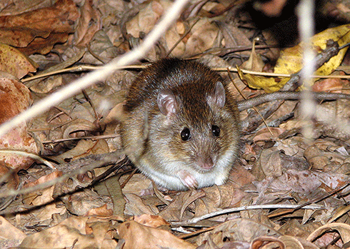 The near-threatened pale field rat was once abundant across Australia. At sanctuaries in the Kimberley managed by the Australian Wildlife Conservancy, researchers are monitoring how the species responds to improved land management and feral cat control.