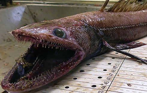 This deep sea lizard fish was caught 2000 m down on the continental slope off the west coast of Scotland. The fish never comes near the surface but it eats fish that do, storing their carbon and leaving it on the seafloor when they die.