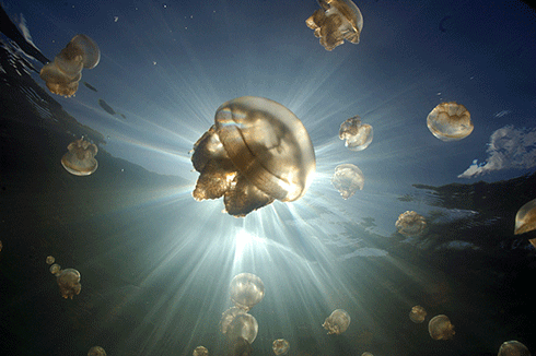 Jellyfish blooms are becoming more common as these expert opportunists exploit environments changed by human intervention.