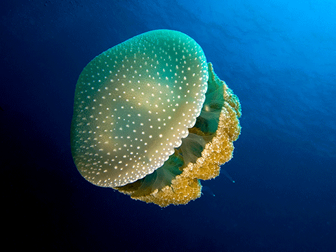 The Australian spotted jellyfish has become a pest in other parts of the planet as a result of hitch-hiking in ballast water.