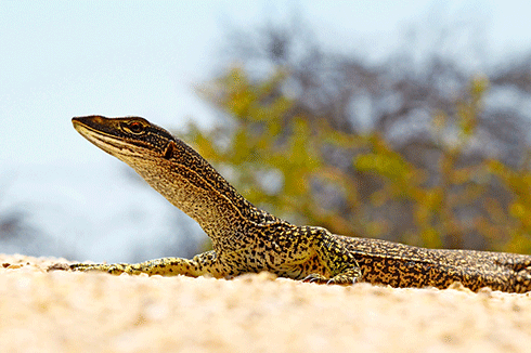 As apex predators, goannas such as this sand goanna, are especially susceptible to the cane toad invasion as they can locate toads even at low densities. The east Kimberley’s Balanggarra people have an interest in maintaining healthy populations of the goannas for bush tucker.