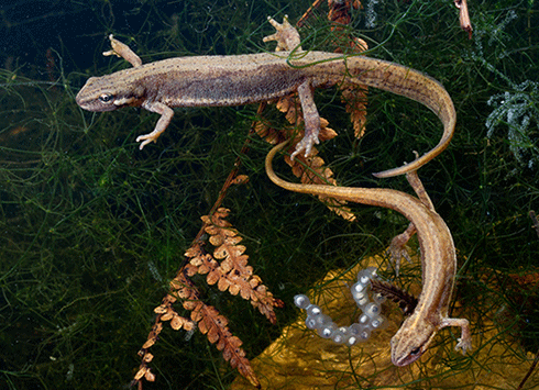 Smooth newts (<i>Lissotriton vulgaris</i>) prey on invertebrates, crustaceans, and the eggs and hatchlings of frogs and fish. Scientists fear its presence may harm populations of native freshwater animals.